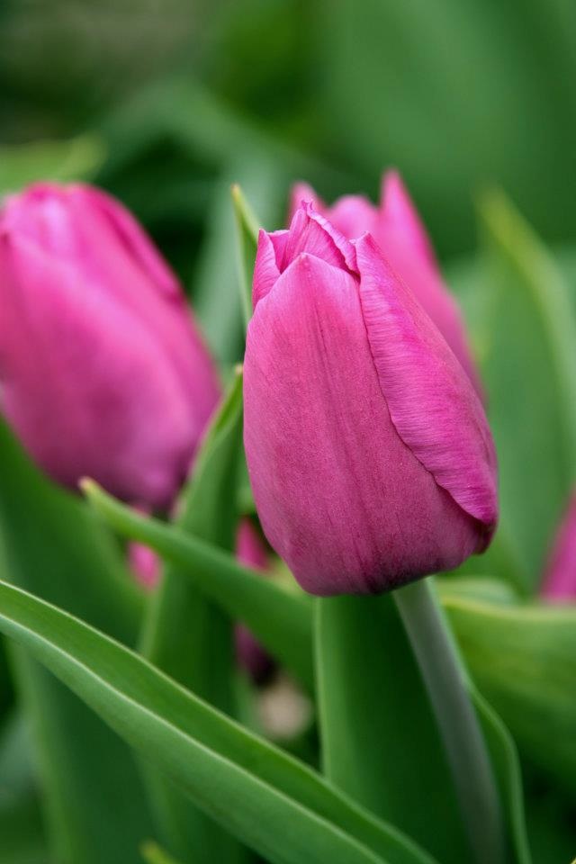 tulippe